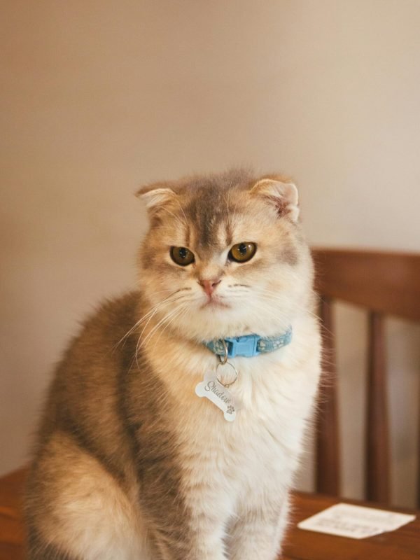 pexels-abdellah-benziane-2153835967-34861936