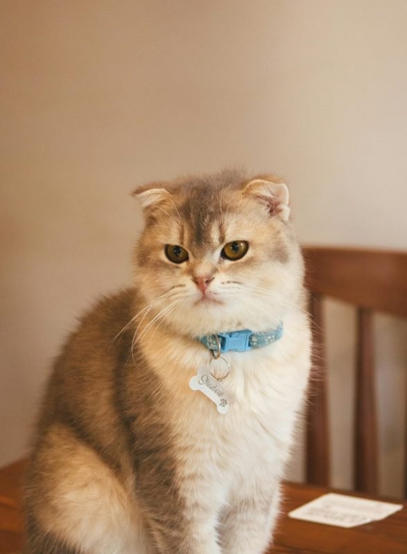 pexels-abdellah-benziane-2153835967-34861936